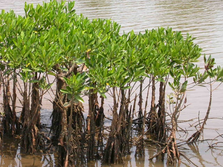 Stakeholders Information Session on Mangrove Restoration - Cover Image