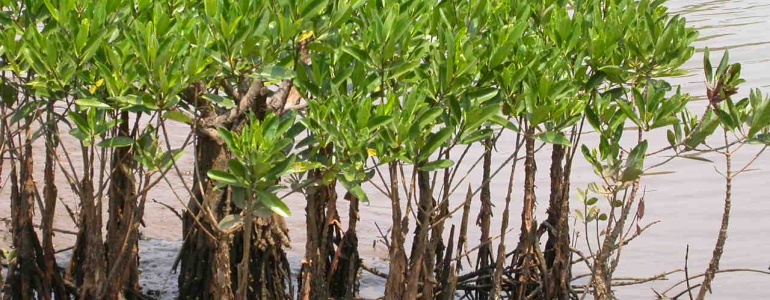 Stakeholders Information Session on Mangrove Restoration - Cover Image